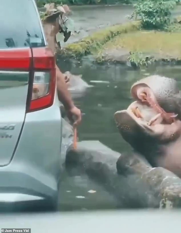 The hippo, which had been taking a dip in nearby water, appears to hesitantly close its mouth before attempting to chew.