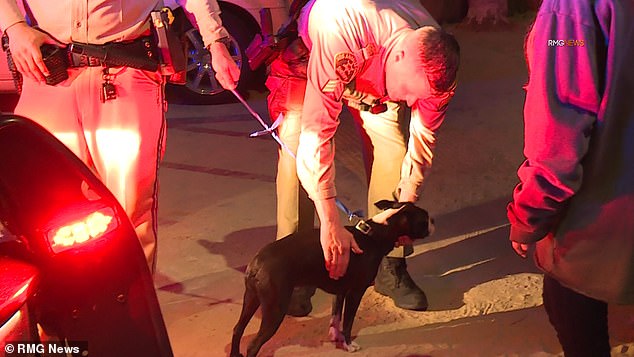 One of the dogs managed to get out of the vehicle and swim to shore while the second was rescued by law enforcement.