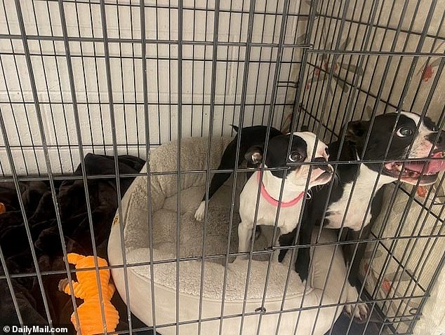 Her ex, Michael Hufstedler, claimed that the two dogs involved in the chase were his. The two-year-old Boston Terriers, Rebel and Jewel, were taken into custody by Animal Control after being rescued at the scene and are currently being held at a shelter in West Los Angeles.