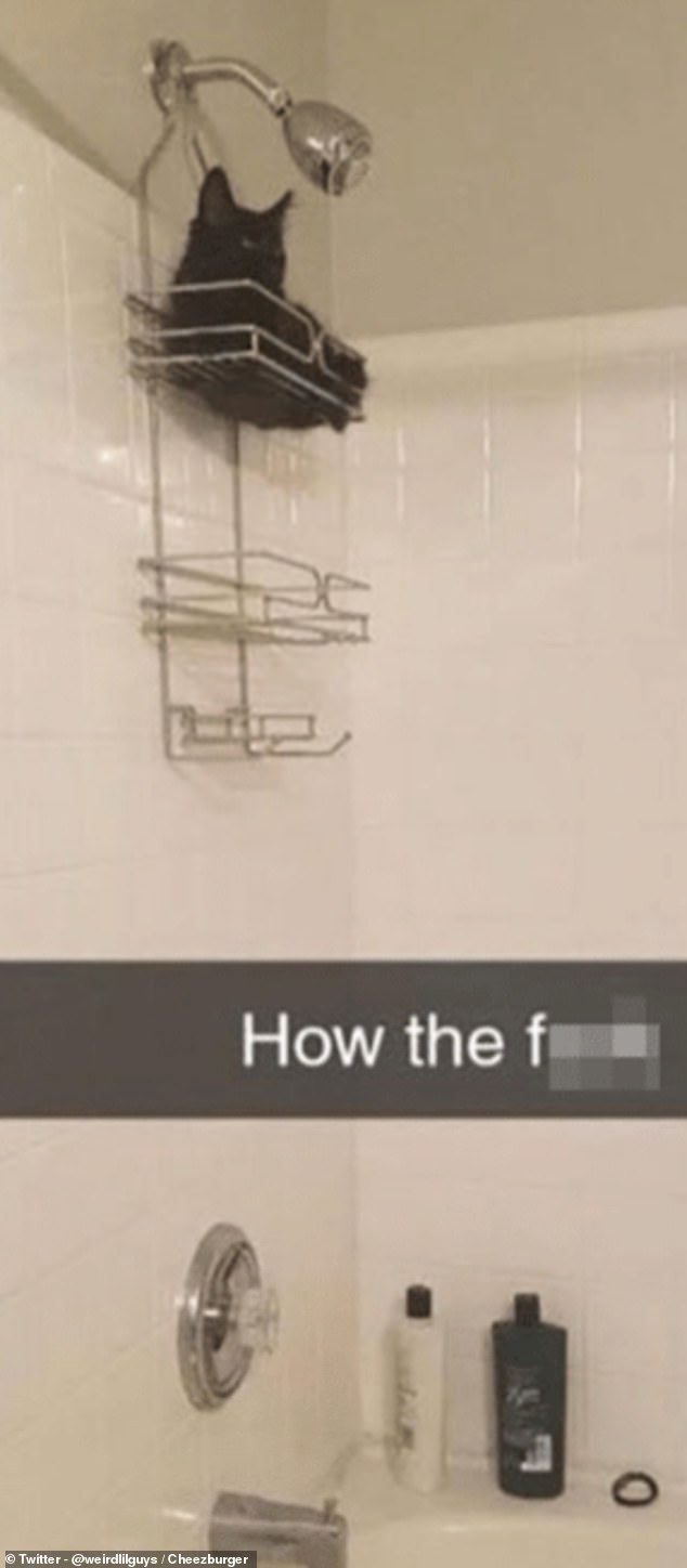 A baffled owner is wondering why her tiny black kitten was found several feet away from the wall in the shower basket.