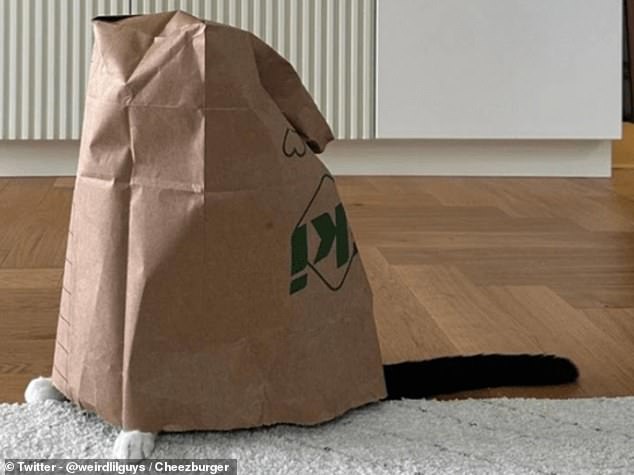 A master of disguise: This kitten was photographed hiding under a paper bag with only one paw and tail sticking out.