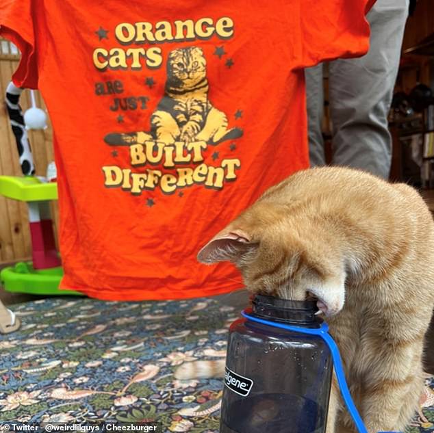 Are you thirsty? This mischievous little redhead was caught trying to take a sip from a human's water bottle