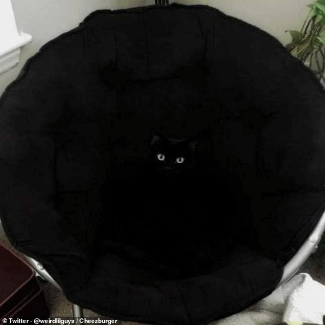 If it weren't for those bright green eyes, this cat would have invisible superpowers, curled up inside the black chair.