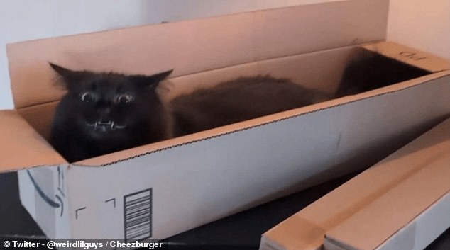 Who said ginger cats were the craziest? This black kitty looks like he's bulging his eyes out as he squeezes himself into a very small, thin box