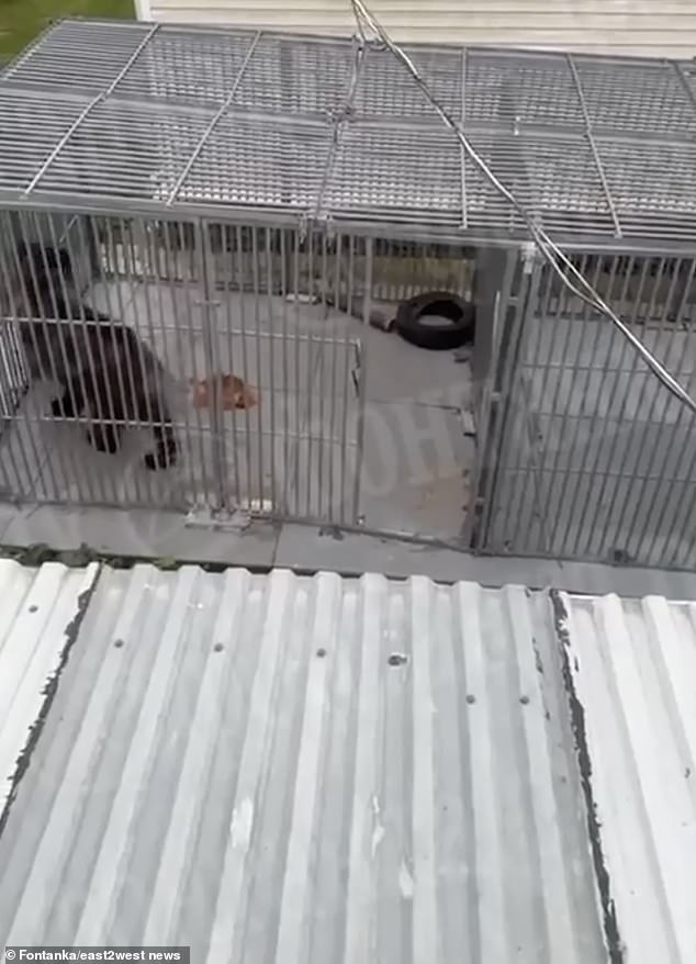 A distressing video showed the bear walking around a blood-spattered cage.