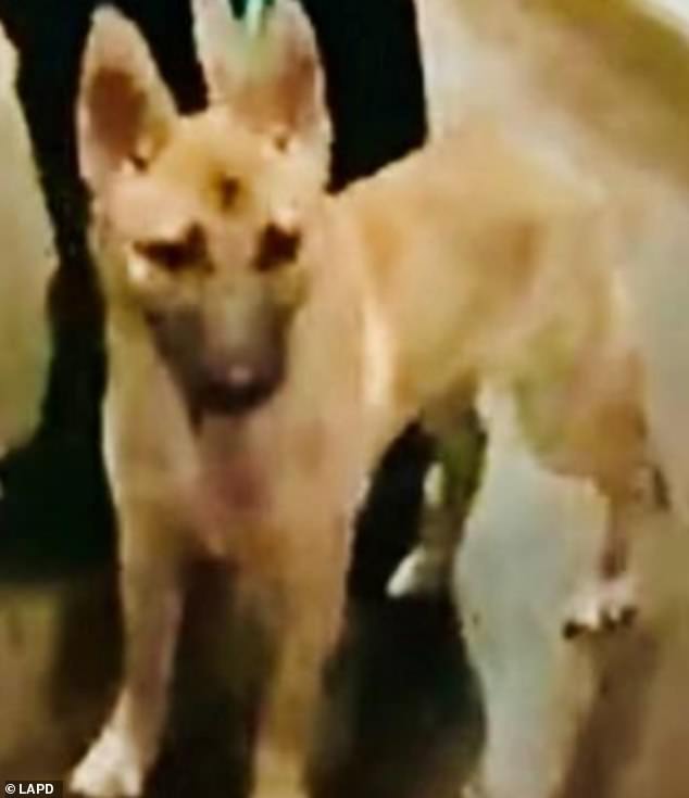 A close-up of the 7-month-old female puppy.