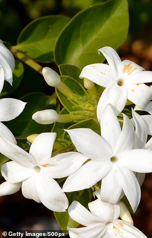 Fragrance Du Bois experts say that for a summer fragrance look for light floral notes like jasmine.