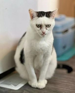 A photo of a cat that looks like Phil Foden has resurfaced