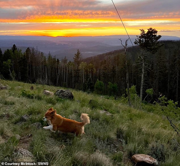 To keep her company, since there are no neighbors for miles around, Courtney has a dog named Captain Pepperoni.