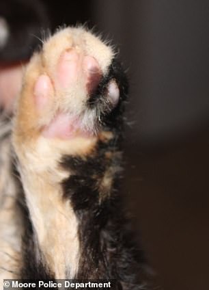 In the picture: The cat's burns on its paws.