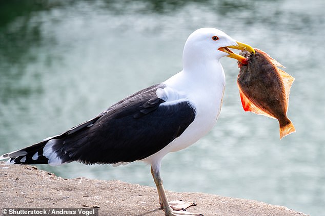 Researchers have found that seagull chicks raised on a diet 