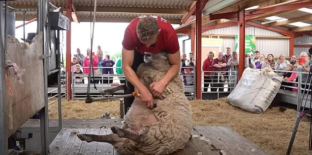 Fiona pictured being sheared by farmer Cammy Wilson