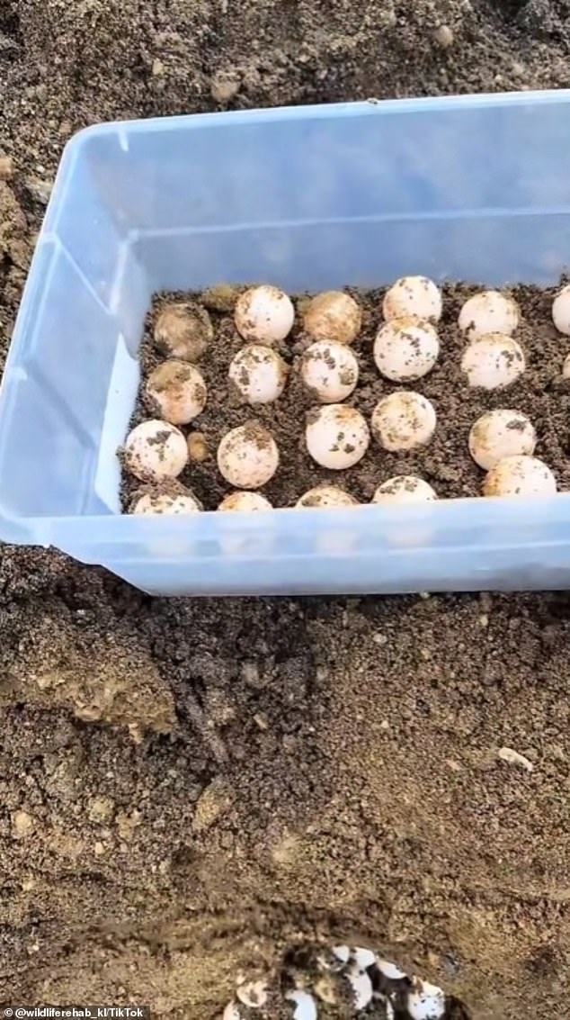 Stracher found 60 eggs in the pile of dirt. Unfortunately, one of them was damaged and the wildlife expert was only able to save 59.