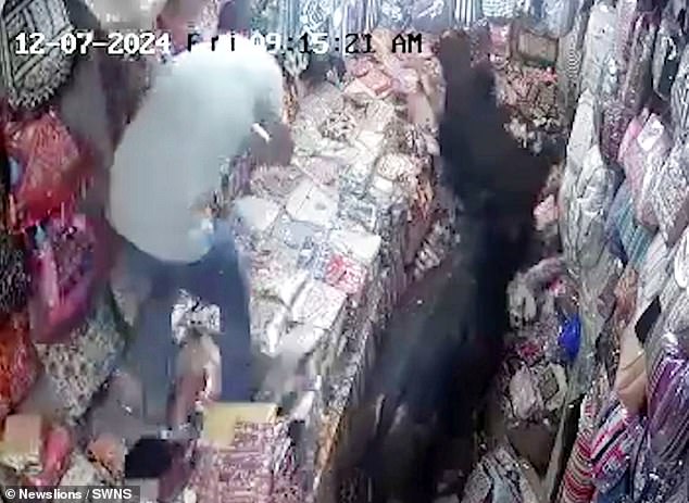 A heroic shopkeeper enters the fray with a stick in his hand. He uses the makeshift weapon to beat one of the bulls until it runs out of the shop.