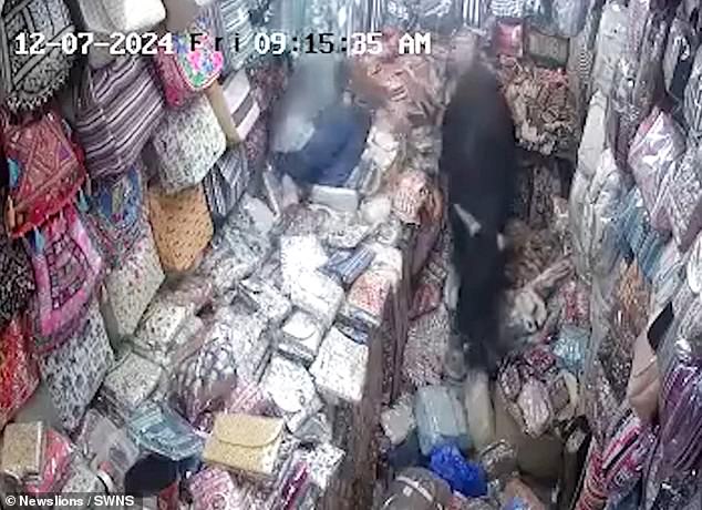 The second bull, which had made its way behind the women and climbed onto a table, is chased out of the shop by the shopkeeper.