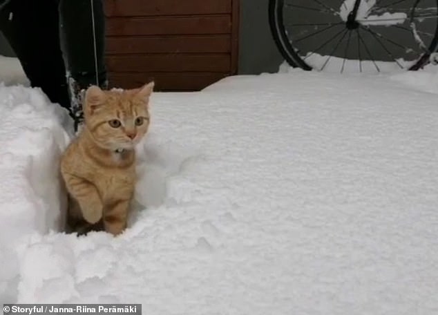 A ginger cat pictured braving the icy snow, despite being known for his aversion to water. Male ginger cats tend to be much wider and taller than other cat colors.