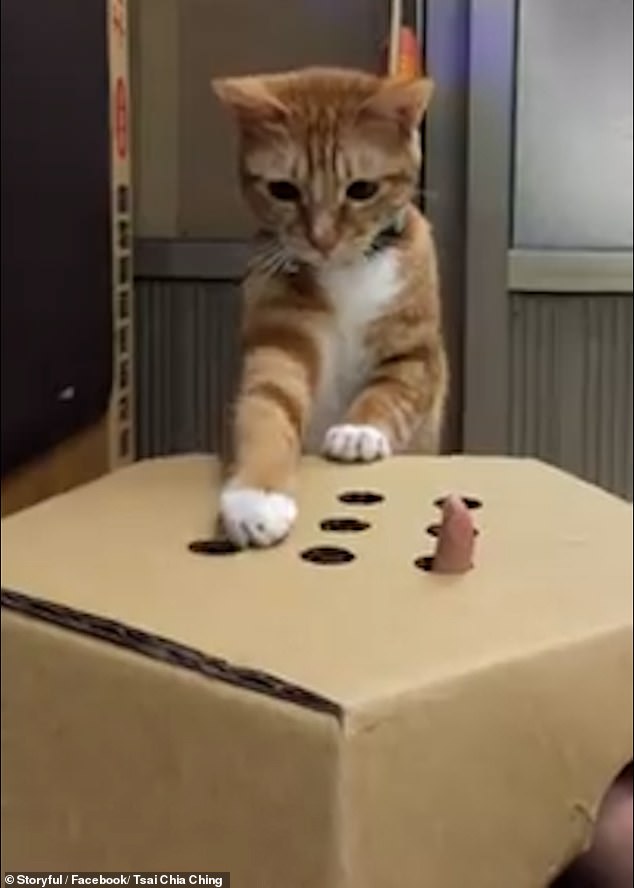 A ginger tabby cat photographed with a confused expression as it tries to bat at its owners' fingers. There is little evidence to say definitively whether ginger cats are genetically more likely to become feral, but anecdotal evidence suggests they are.