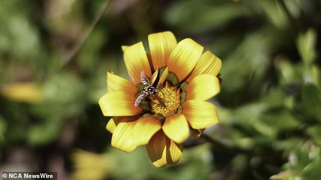 Despite being declared a highly invasive species, gazanias are sold in nurseries throughout Australia.