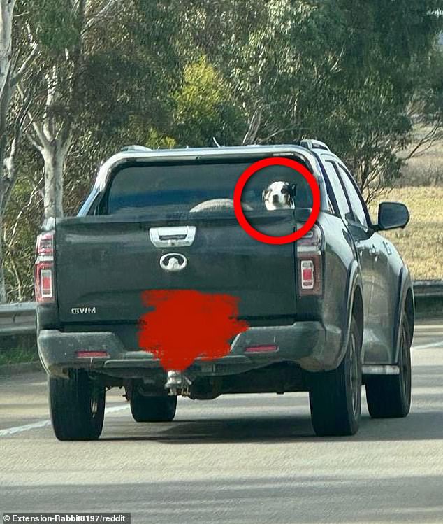 The motorist posted a photo of the risky act to social media last Thursday showing the dog peering out of the back of the truck bed in a vehicle travelling at 110 km/h (pictured)