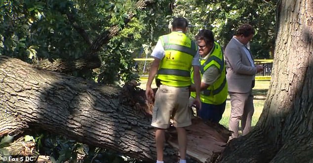 The tree, identified as a swamp white oak, was approximately 100 years old.