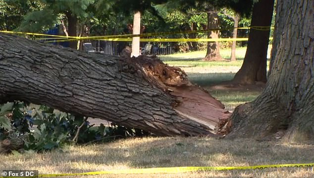 The colossal tree branch that struck and killed the beloved bank executive last Wednesday