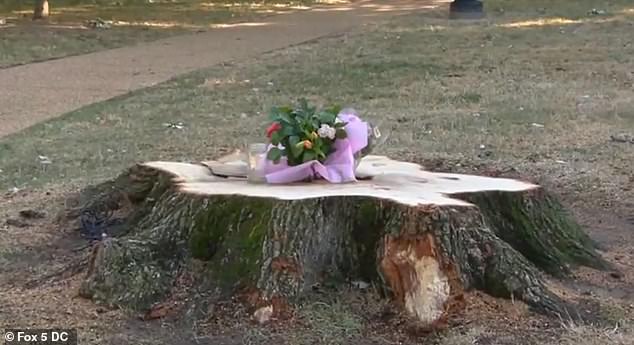 Crews removed the tree that killed the 35-year-old bank executive last week; mourners placed flowers on the stump to honor a life cut short too soon.