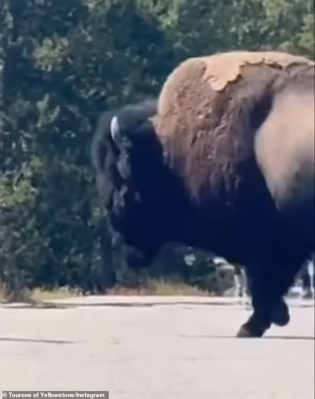 As the family sought shelter among the trees along the road, a second bison ran across the pavement behind the first bovine.