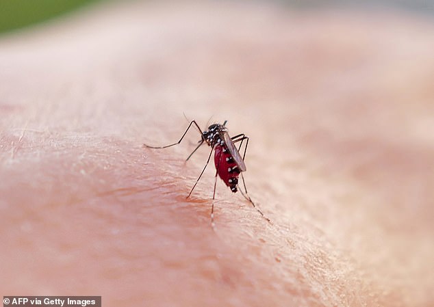 When it comes to bare skin without repellent, mosquitoes are said to be able to smell a human from up to 50 meters away (file image)