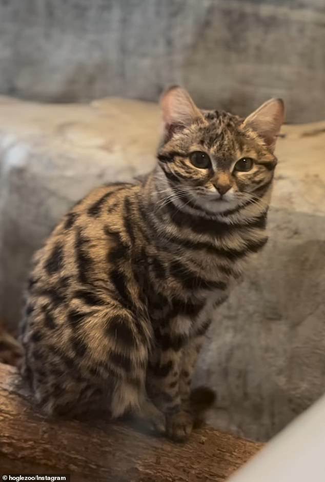 Gaia is seen posing on a log in her enclosure showing off her black stripes and tiny toes.