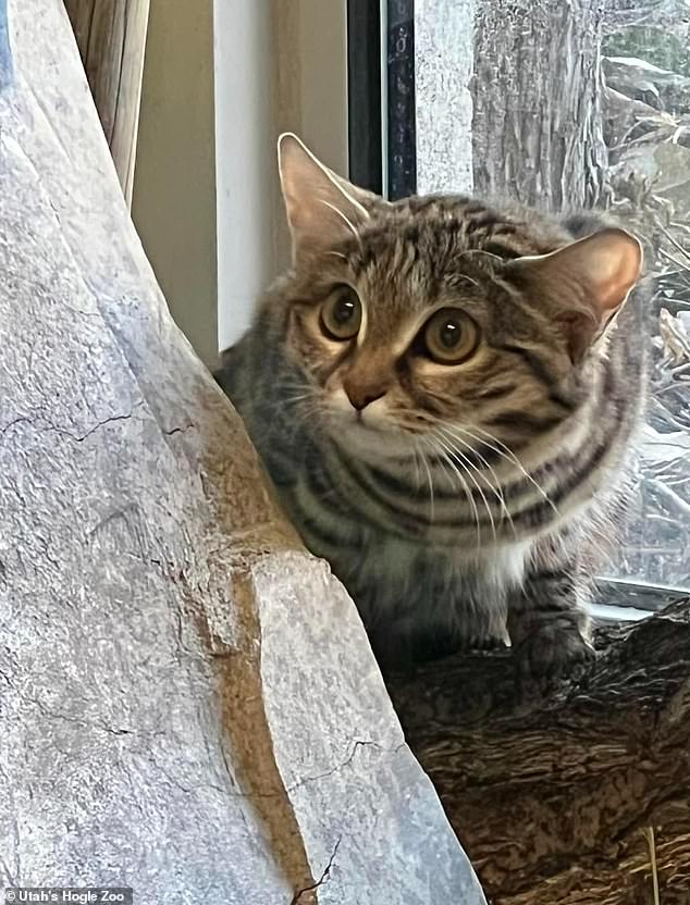 The four-pound cat arrived in Utah from Glen Rose, Texas, last October after being born in May of last year.