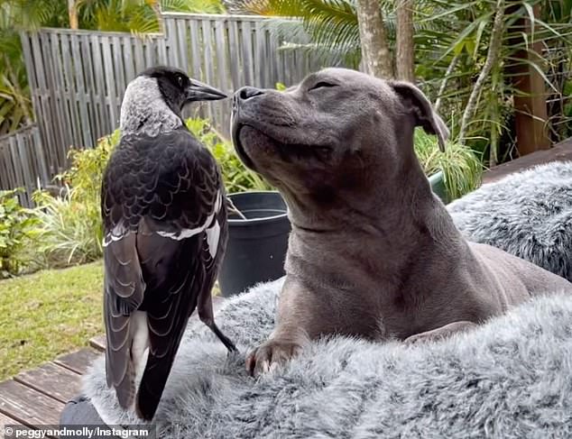 The move comes just months after Molly was reunited with Peggy (pictured) after the bird was removed by officials from Queensland's Department of Environment, Science and Innovation.