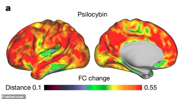 The changes occurred primarily in the parts of the brain that are responsible for reflecting the thoughts and experiences that help people define their sense of identity. Pictured: The brain after the participant was given psilocybin