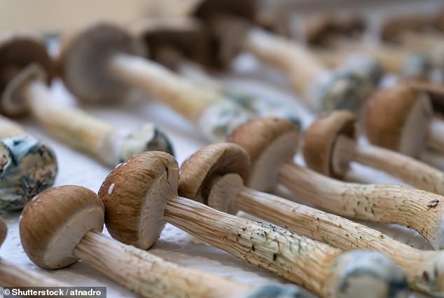 Although magic mushrooms (pictured) have shown promise in combating anxiety and mental health disorders, some people may experience persistent and distressing visions depending on their mental state, personality, and current environment.