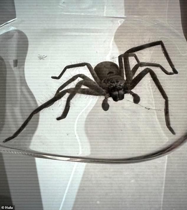 He encountered more than one arachnid, even trapping a huge huntsman spider under glass at his $10,000-a-night luxury Sydney pad, before sneaking it out of the mansion.