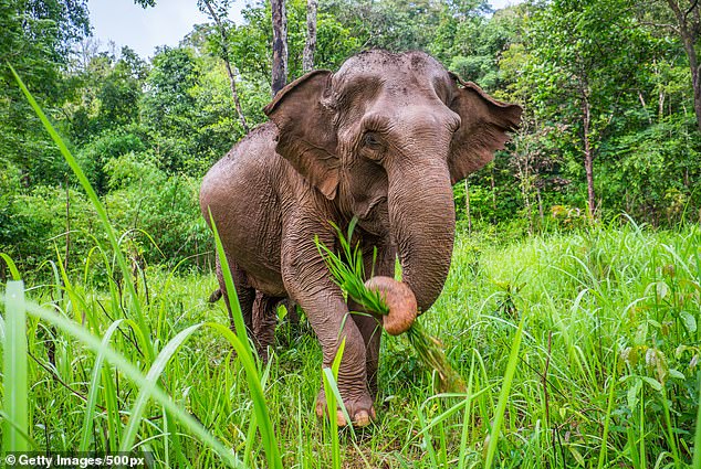 There is still untouched rainforest in Cambodia, where some of the few remaining wild Asian elephants roam, reveals Annabel