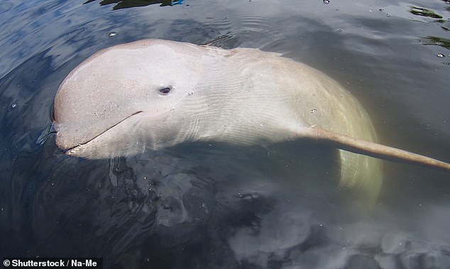 Annabel sees Irrawaddy dolphins, rare in the Mekong River in Cambodia