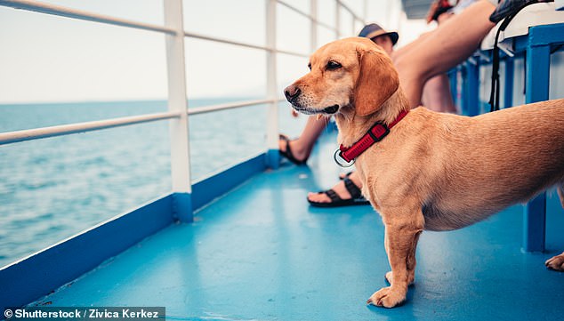 Will notes: 'Pets are not allowed on cruises due to the risk of allergies and the general health and safety aspects of allowing cats or dogs on board.'