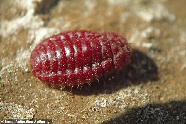 The scarlet worm mentioned in the Bible is a cochineal that lives in oak trees, the principal species in the ancient world being the Kermes. The females and their eggs produce carminic acid, which gives the dye its red color.