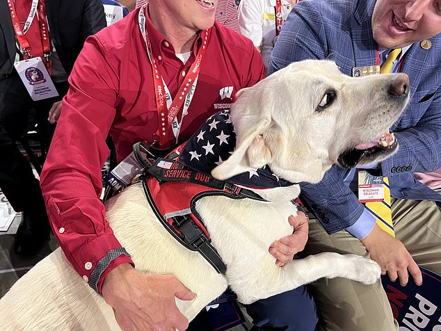 The deputy owner of a Labrador service dog named Lambeau (pictured) said he averaged 250 photo sessions a day.