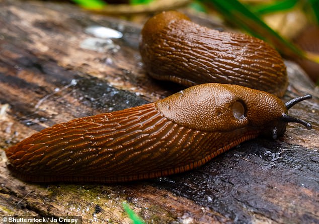 Many gardeners across the UK are finding lots of slugs (pictured) and snails in their gardens at the moment.