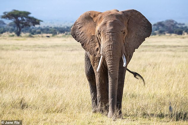 Male African elephants (pictured) leave the herd when they reach maturity, around 10 to 19 years of age, and as adults they typically live alone or in small groups of 