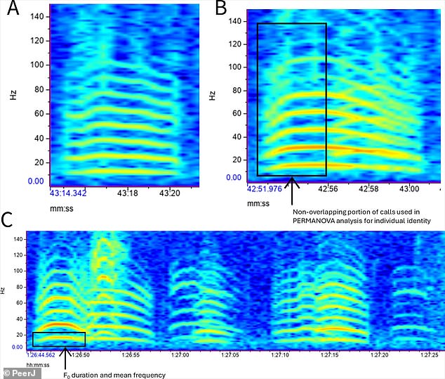 Three spectrograms depicting three different coordinated rumbling vocalizations of male elephants during game play. A spectrogram is a graph showing the intensity of a signal over time for a given frequency range.