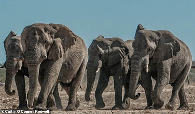 Male elephants, often thought of as having loose social bonds, use such sophisticated vocal coordination to trigger action.