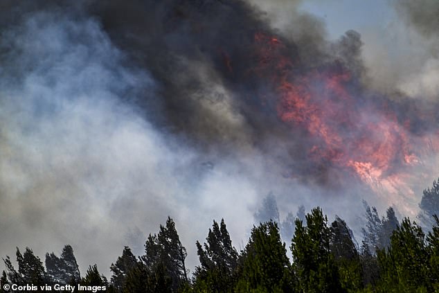 Dense smoke and large flames rise from a large wildfire on July 21, 2024 in Cascais, Portugal