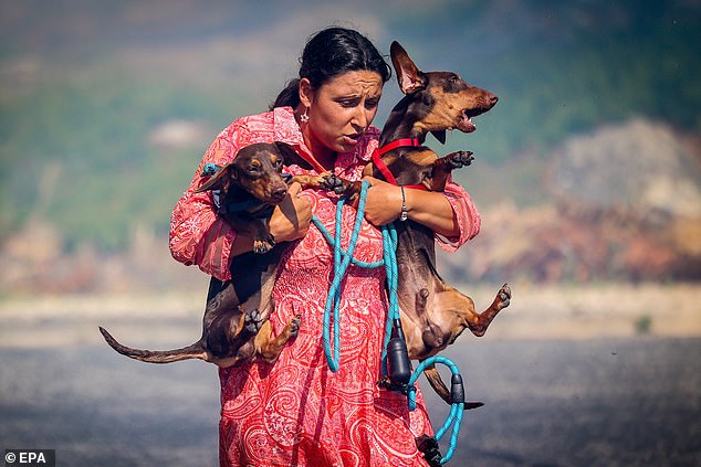 A woman saves animals during a forest fire in Alcabideche, Cascais