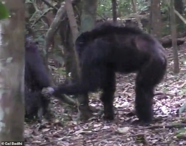 Examples include chimpanzees exchanging gestures after a conflict, with one reaching out to the other and receiving a pat on the hand in response.