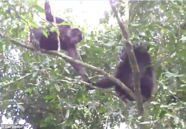 In another recorded interaction, chimpanzees exchanged reassuring gestures while traveling in a large group.