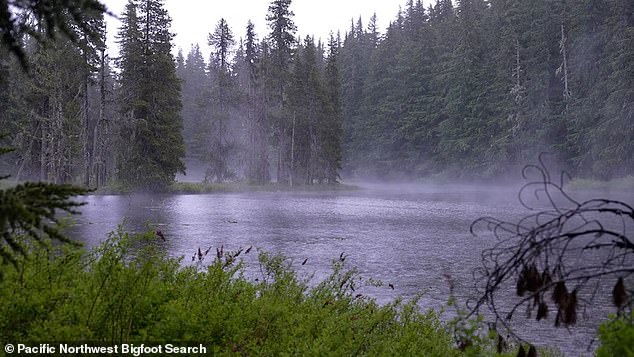 Electrician Kelly Stolp, 45, has been searching for a Sasquatch ever since he heard one screaming in the Gifford Pinchot National Forest (pictured), Washington, four summers ago.