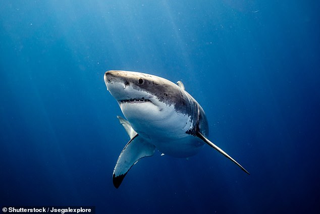 The off-duty policeman used his dog's leash as a tourniquet to stop bleeding from the injured areas after the young surfer was attacked by the shark (file image)