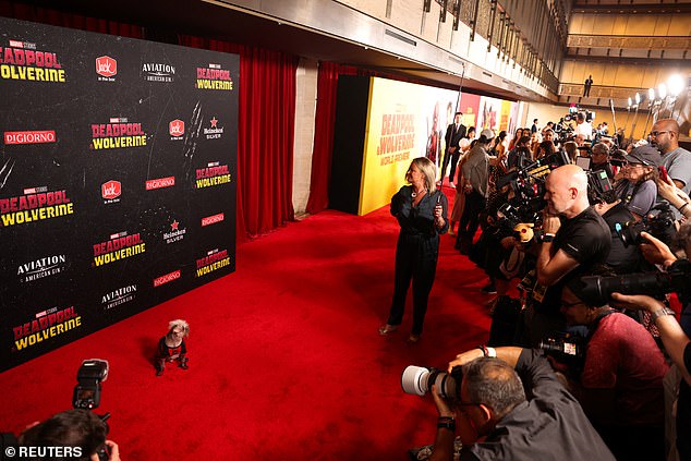 Peggy the dog attends the premiere of Deadpool and Wolverine and poses for the cameras